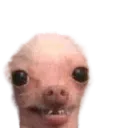 CachorroSatan LIVE
