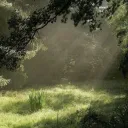 The Shadewoods