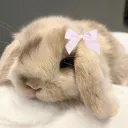wonderland of bunnies !!