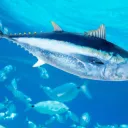 マグロサーバー