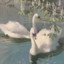 ❀┊Swan Lake ROYALE HIGH
