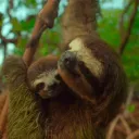 The Sloth®