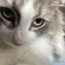 るとねこのゲームサーバー