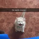 Funny Kat’s Awesom Cat Server (take two)