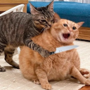 Meow Meow icon
