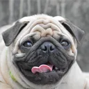 Peter's Pugs