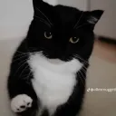 pngs