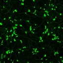 神経科学 NeuroScience for Japanese