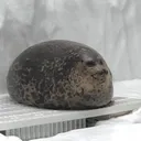 Seal Society💙