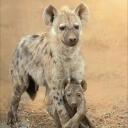 The Hyena’s Savanna 16+ Discord Server Icon