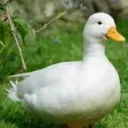 Cult of the Duck Worshipers