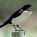 Fluerecaelean