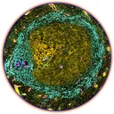 malaria_immunology