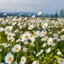 FlowerField