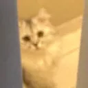 ぴのサーバー