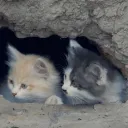 cat cave