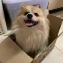 Vauxenation