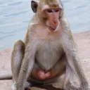 Silly Monkey Jumpers