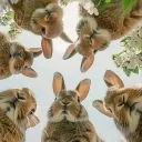 Bunny realm