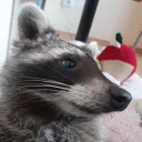 DTK Raccoon official discord