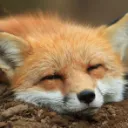 The foxhole