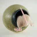 Rat Olympics