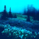 『✦𝐓𝐡𝐞 𝐏𝐡𝐚𝐧𝐭𝐨𝐦𝐬 𝐅𝐨𝐫𝐞𝐬𝐭✦』