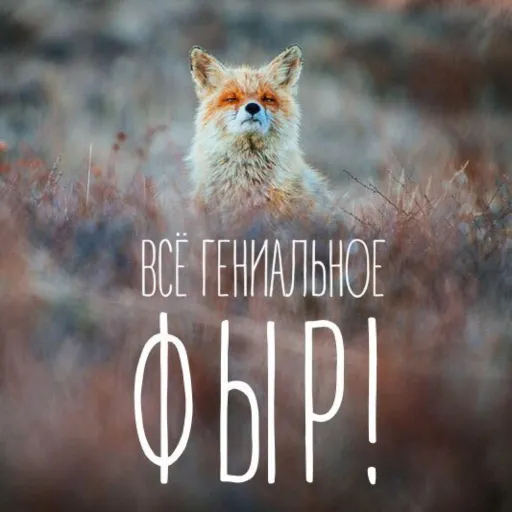 фыр фыр — мониторинг Discord сервера, статистика и рейтинг