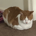 Gatos
