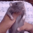 house of rats