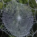 🕸Webcord🕸