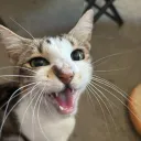 The Sanctuary's icon