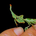 The Praying Mantis Discord server icon