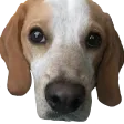 GamingWithJango's server