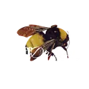 OFFDAPERC