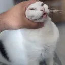 pablito
