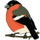 Liiniksen Lintuystävät