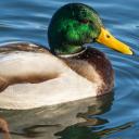 kaczuchy 🦆
