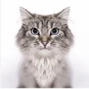 Gumball Community Discord server icon