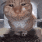 DeMiaowa (meow.camera) Discord Server Icon – Cars & Automotive