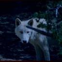 (Supernatural) Moon Howlers