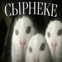 президентский люкс