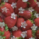 Strawberry Patch