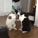 ♡Kitty Kingdom♡