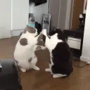 ♡Kitty Kingdom♡
