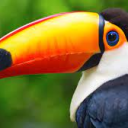 Toucancord Discord server icon