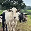 AgriFarm Foods