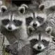 Racoons