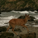 true Discord server icon