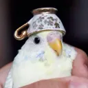 The Birbhouse
